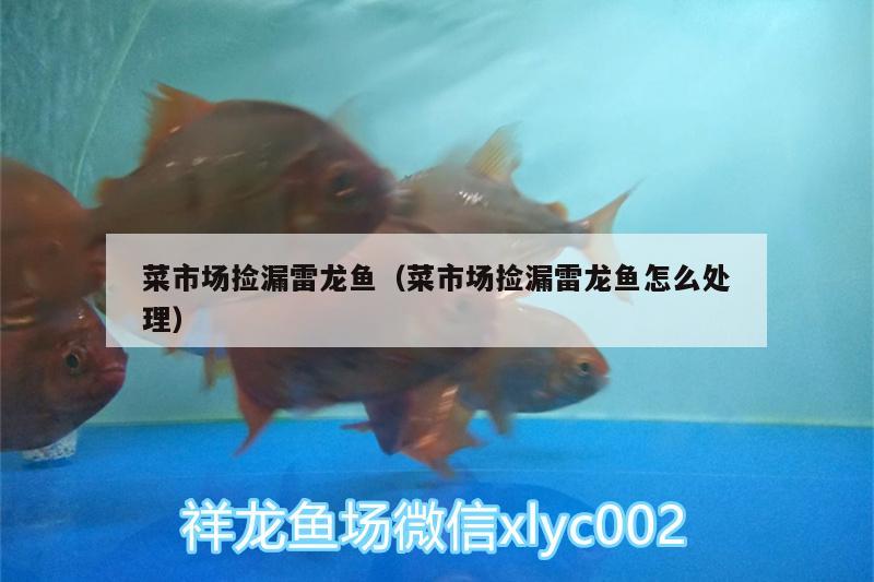 菜市場撿漏雷龍魚（菜市場撿漏雷龍魚怎么處理） 斑馬鴨嘴魚