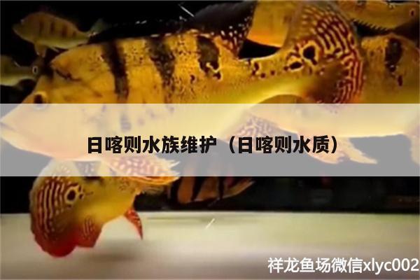 日喀則水族維護（日喀則水質(zhì)） 鐵甲武士