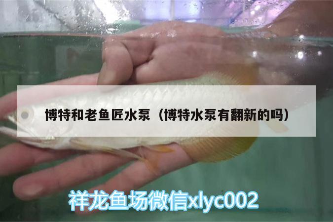 博特和老魚匠水泵（博特水泵有翻新的嗎） 博特水族