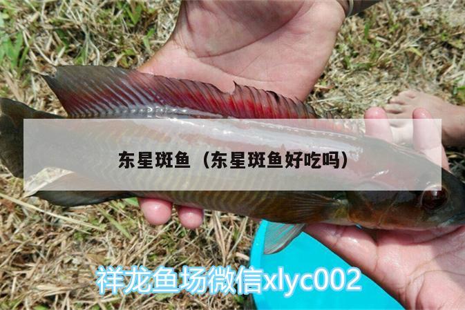 東星斑魚（東星斑魚好吃嗎） 熱帶魚魚苗批發(fā)