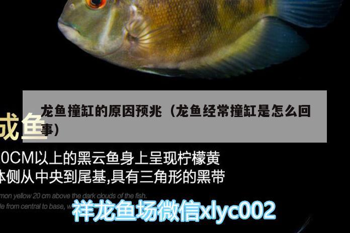 龍魚撞缸的原因預(yù)兆（龍魚經(jīng)常撞缸是怎么回事）