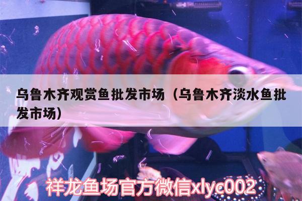 烏魯木齊觀賞魚批發(fā)市場(chǎng)（烏魯木齊淡水魚批發(fā)市場(chǎng)） 觀賞魚批發(fā)