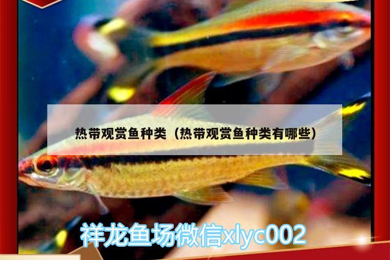 熱帶觀賞魚種類（熱帶觀賞魚種類有哪些） 一眉道人魚 第1張