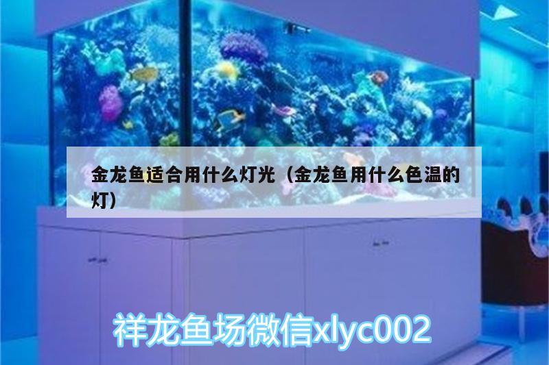 金龍魚適合用什么燈光（金龍魚用什么色溫的燈）