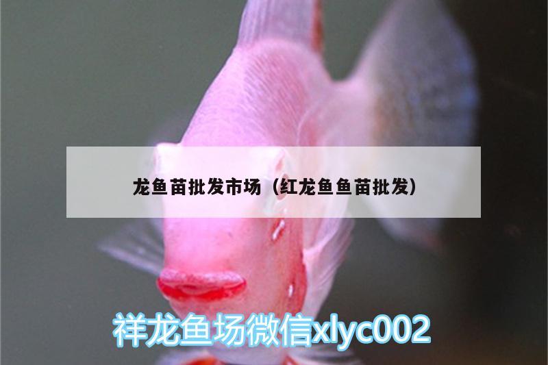 龍魚苗批發(fā)市場(chǎng)（紅龍魚魚苗批發(fā)） 藍(lán)底過(guò)背金龍魚