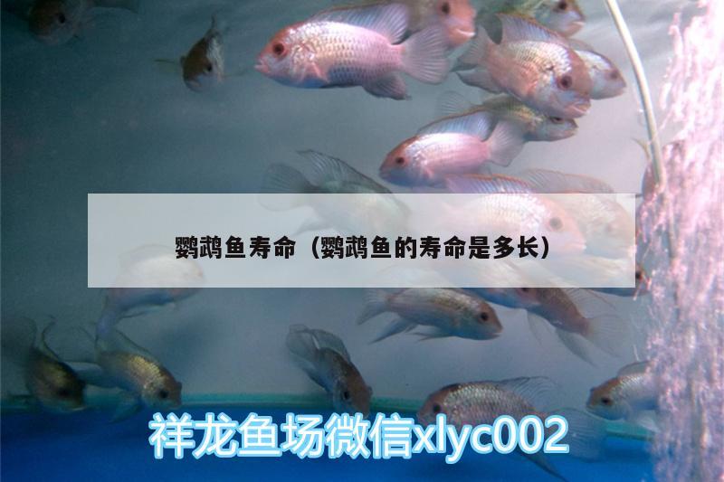 鸚鵡魚壽命（鸚鵡魚的壽命是多長）