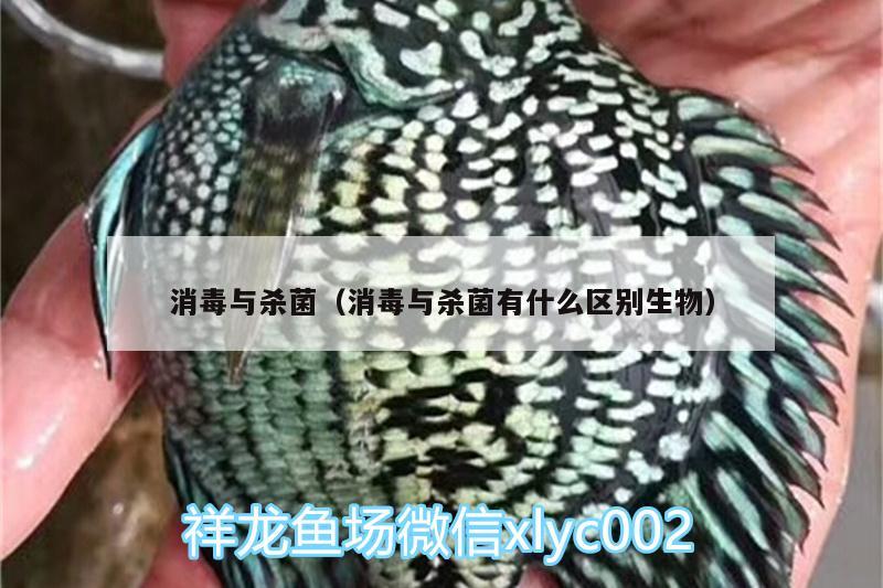 消毒與殺菌（消毒與殺菌有什么區(qū)別生物） 黃金斑馬魚