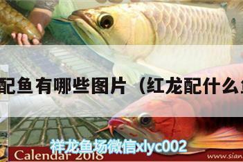 紅龍魚配魚有哪些圖片（紅龍配什么魚好看） 觀賞魚魚苗