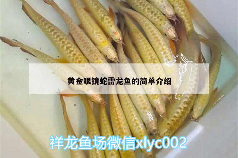 黃金眼鏡蛇雷龍魚的簡單介紹