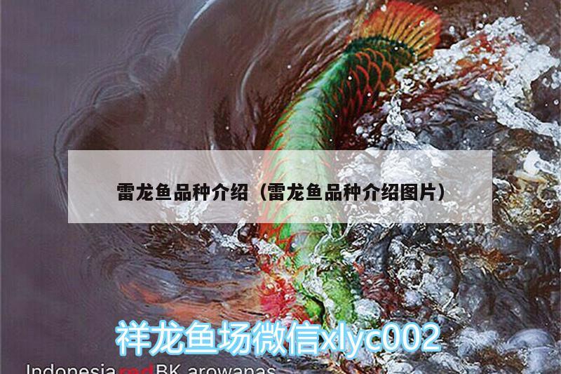 雷龍魚品種介紹（雷龍魚品種介紹圖片）