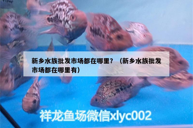 新鄉(xiāng)水族批發(fā)市場都在哪里？（新鄉(xiāng)水族批發(fā)市場都在哪里有）