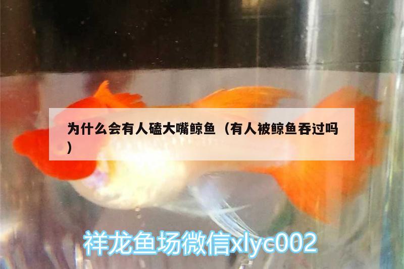 為什么會(huì)有人磕大嘴鯨魚（有人被鯨魚吞過嗎） 大嘴鯨魚