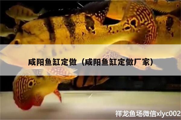 咸陽魚缸定做（咸陽魚缸定做廠家） 蝴蝶鯉