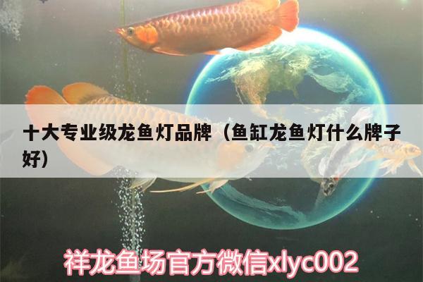 十大專業(yè)級龍魚燈品牌（魚缸龍魚燈什么牌子好）