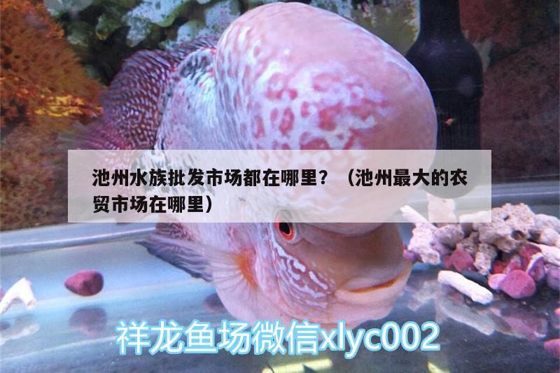 池州水族批發(fā)市場都在哪里？（池州最大的農(nóng)貿(mào)市場在哪里） 觀賞魚水族批發(fā)市場