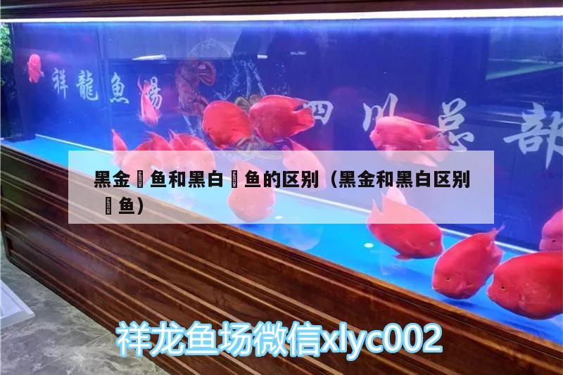 黑金魟魚和黑白魟魚的區(qū)別（黑金和黑白區(qū)別魟魚）