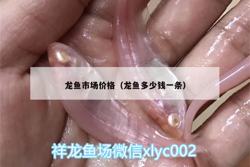 龍魚市場價格（龍魚多少錢一條）