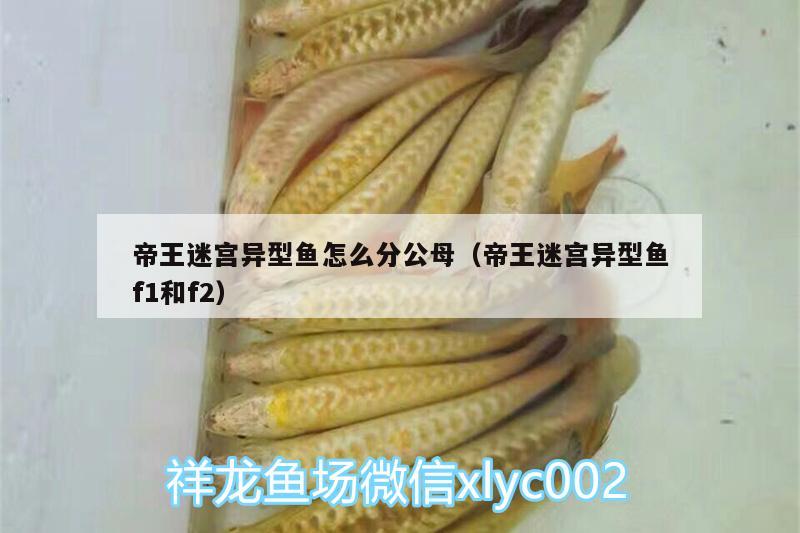 帝王迷宮異型魚怎么分公母（帝王迷宮異型魚f1和f2） 帝王迷宮