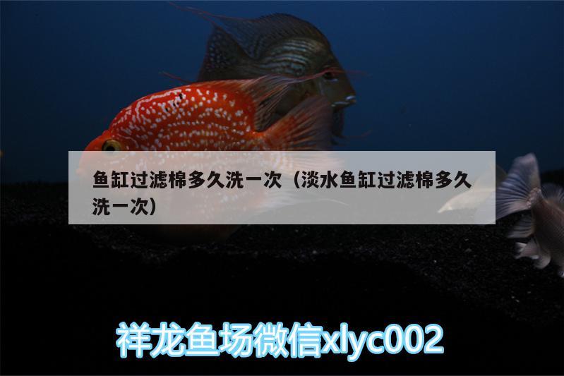 魚缸過濾棉多久洗一次（淡水魚缸過濾棉多久洗一次）