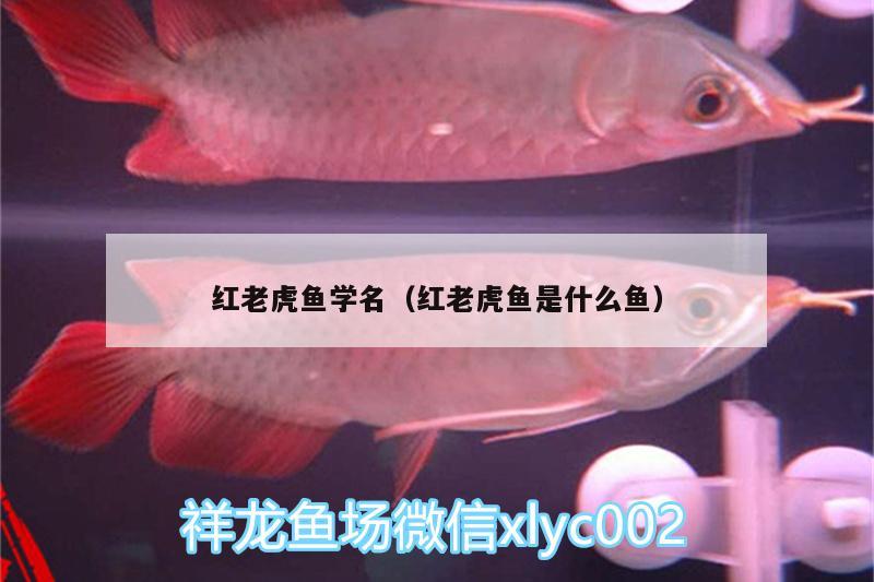 紅老虎魚學(xué)名（紅老虎魚是什么魚）