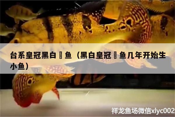 臺(tái)系皇冠黑白魟魚（黑白皇冠魟魚幾年開(kāi)始生小魚） 皇冠黑白魟魚