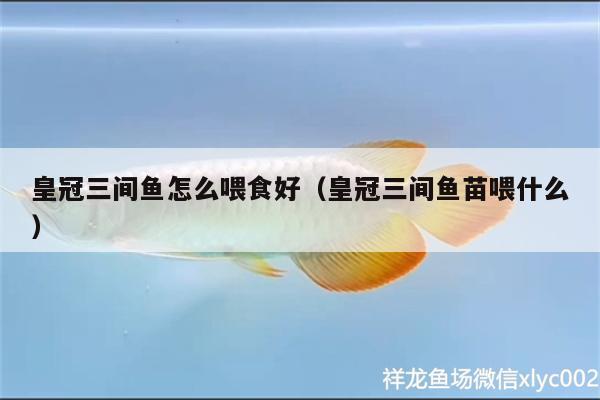 皇冠三間魚(yú)怎么喂食好（皇冠三間魚(yú)苗喂什么）