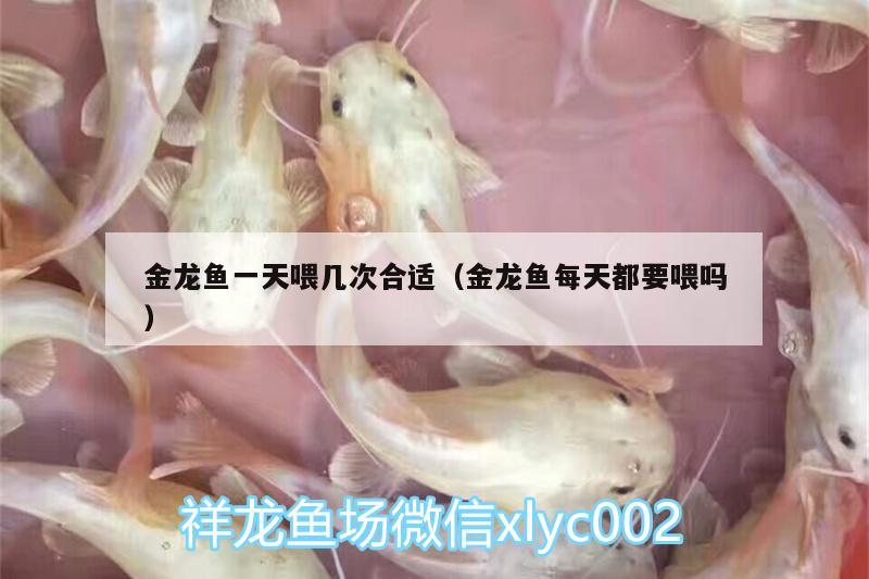 金龍魚一天喂幾次合適（金龍魚每天都要喂嗎）