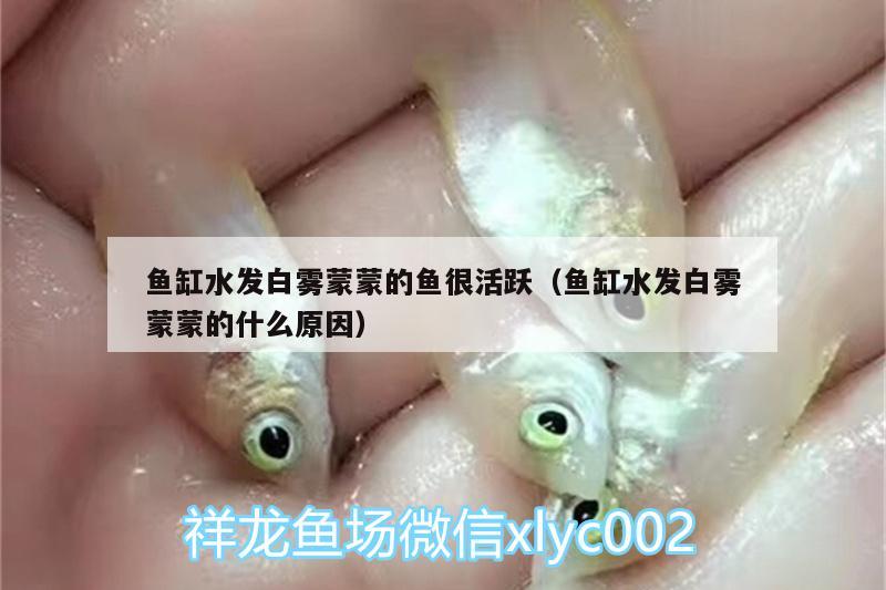 魚(yú)缸水發(fā)白霧蒙蒙的魚(yú)很活躍（魚(yú)缸水發(fā)白霧蒙蒙的什么原因）