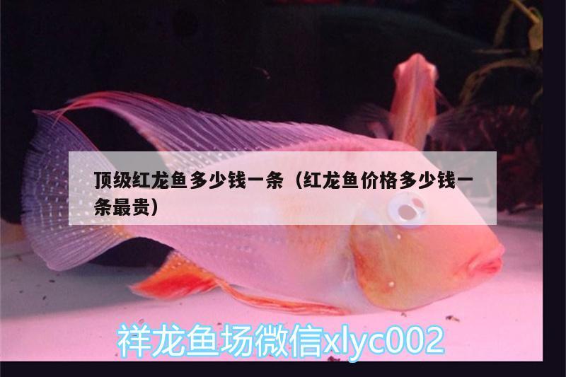 頂級紅龍魚多少錢一條（紅龍魚價格多少錢一條最貴） 一眉道人魚苗