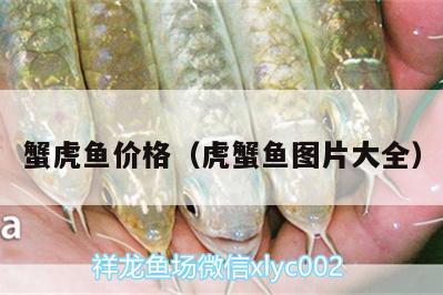 蟹虎魚價(jià)格（虎蟹魚圖片大全） 虎魚百科