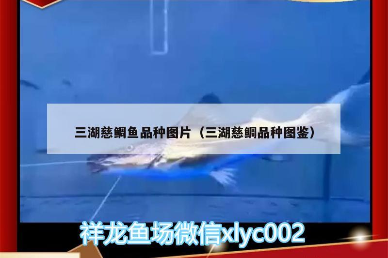 三湖慈鯛魚品種圖片（三湖慈鯛品種圖鑒） 朱巴利魚苗