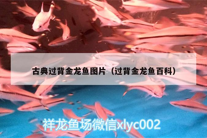 古典過背金龍魚圖片（過背金龍魚百科）