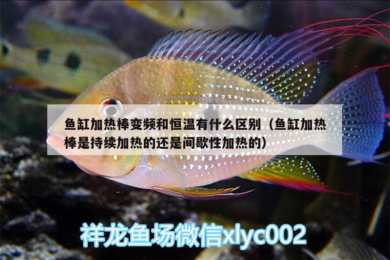 魚(yú)缸加熱棒變頻和恒溫有什么區(qū)別（魚(yú)缸加熱棒是持續(xù)加熱的還是間歇性加熱的）