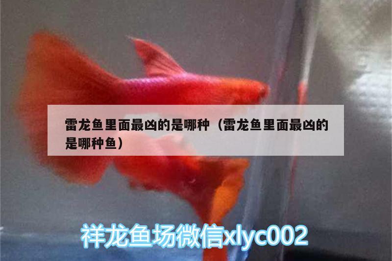 雷龍魚里面最兇的是哪種（雷龍魚里面最兇的是哪種魚） 魚缸等水族設(shè)備