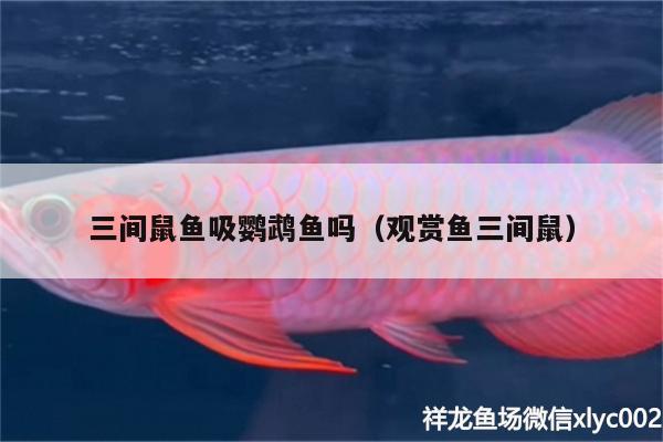 三間鼠魚吸鸚鵡魚嗎（觀賞魚三間鼠）