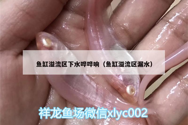 魚缸溢流區(qū)下水嘩嘩響（魚缸溢流區(qū)漏水）