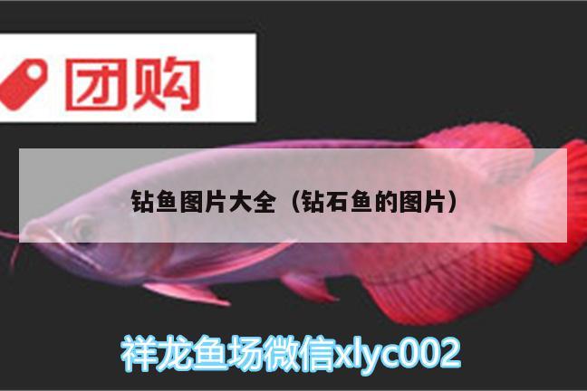 鉆魚圖片大全（鉆石魚的圖片） 斑馬鴨嘴魚