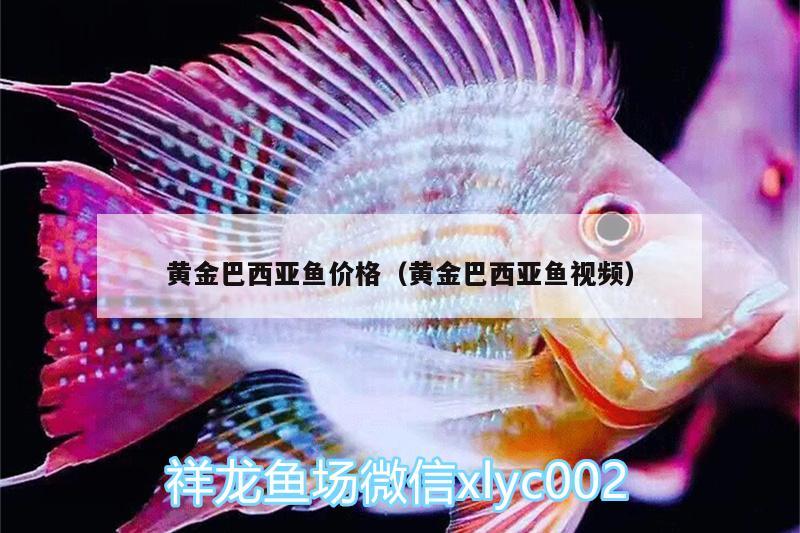 黃金巴西亞魚(yú)價(jià)格（黃金巴西亞魚(yú)視頻） 巴西亞魚(yú)