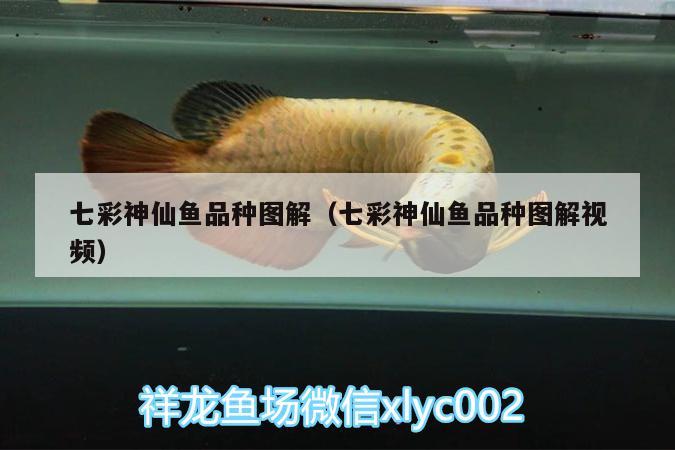 七彩神仙魚品種圖解（七彩神仙魚品種圖解視頻） 七彩神仙魚