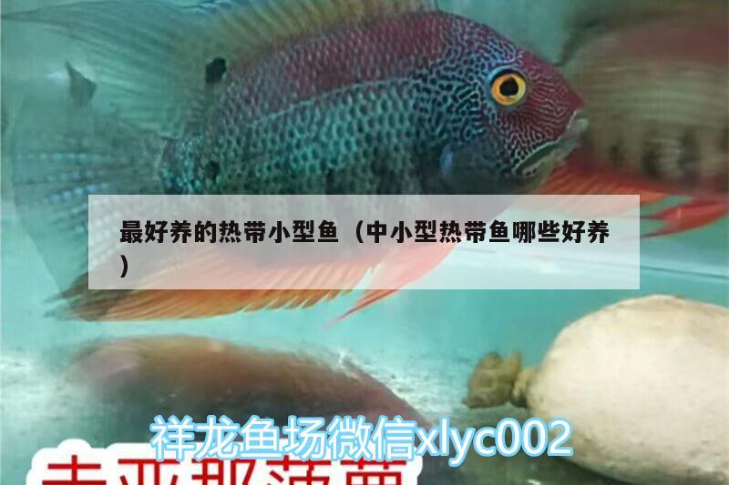 最好養(yǎng)的熱帶小型魚（中小型熱帶魚哪些好養(yǎng)）