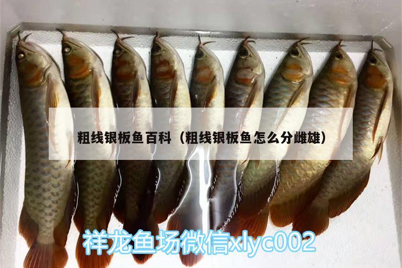 粗線銀板魚百科（粗線銀板魚怎么分雌雄）