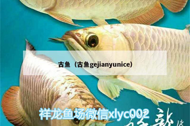 古魚（古魚gejianyunice）