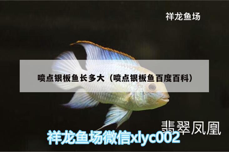 噴點(diǎn)銀板魚長(zhǎng)多大（噴點(diǎn)銀板魚百度百科） 其他益生菌