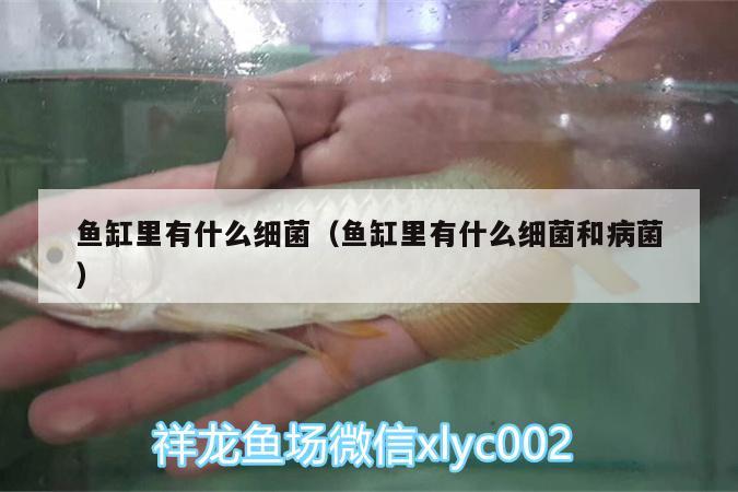 魚缸里有什么細菌（魚缸里有什么細菌和病菌）