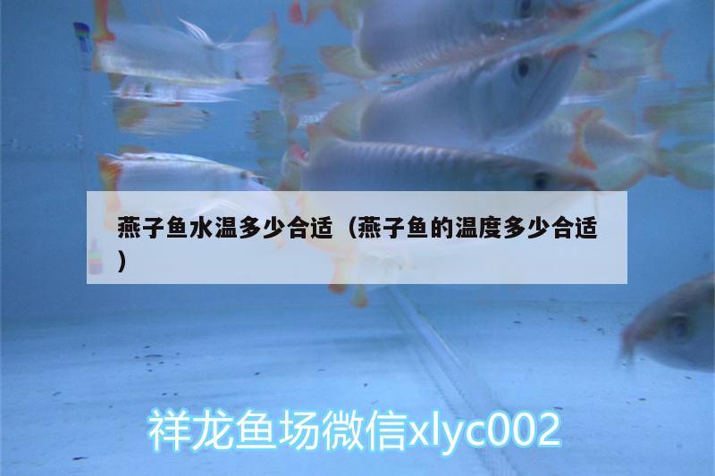 燕子魚水溫多少合適（燕子魚的溫度多少合適）