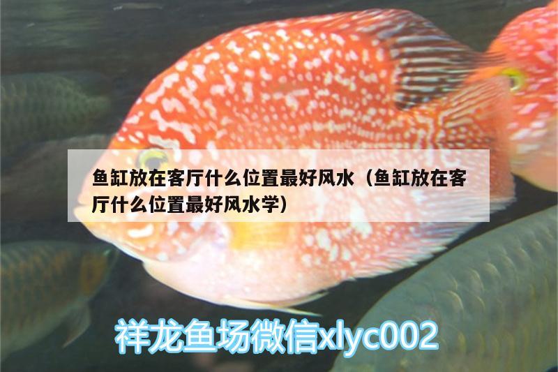 魚(yú)缸放在客廳什么位置最好風(fēng)水（魚(yú)缸放在客廳什么位置最好風(fēng)水學(xué)）