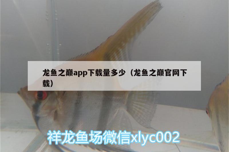 龍魚之巔app下載量多少（龍魚之巔官網(wǎng)下載） 鴨嘴鯊魚