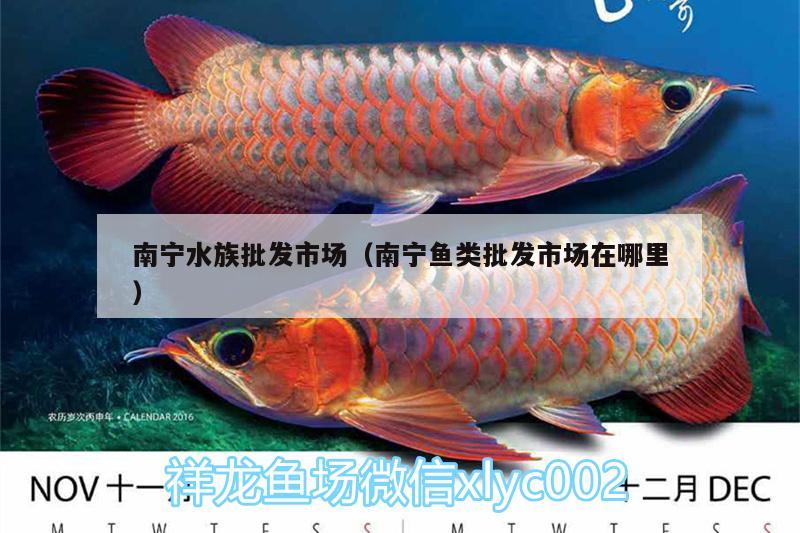 南寧水族批發(fā)市場（南寧魚類批發(fā)市場在哪里） 觀賞魚水族批發(fā)市場