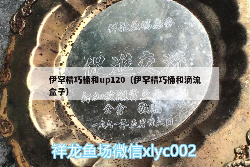 伊罕精巧桶和up120（伊罕精巧桶和滴流盒子）