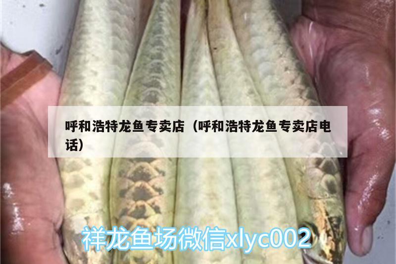 呼和浩特龍魚(yú)專賣店（呼和浩特龍魚(yú)專賣店電話） 錦鯉池魚(yú)池建設(shè)